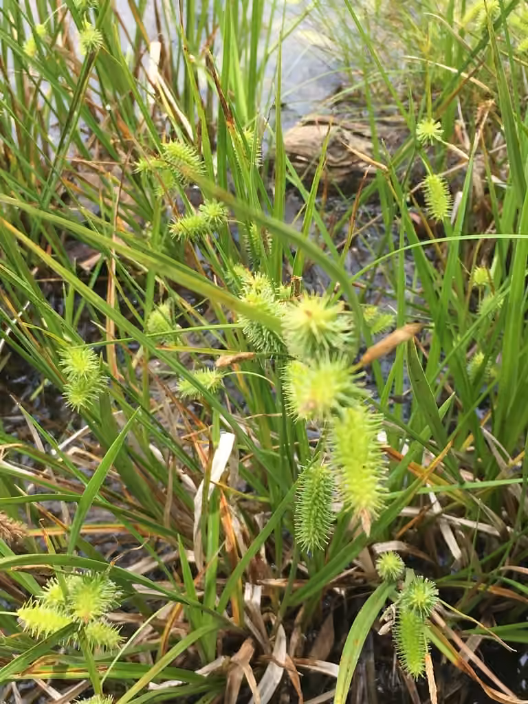 Bottlebrush sedge, In fruit