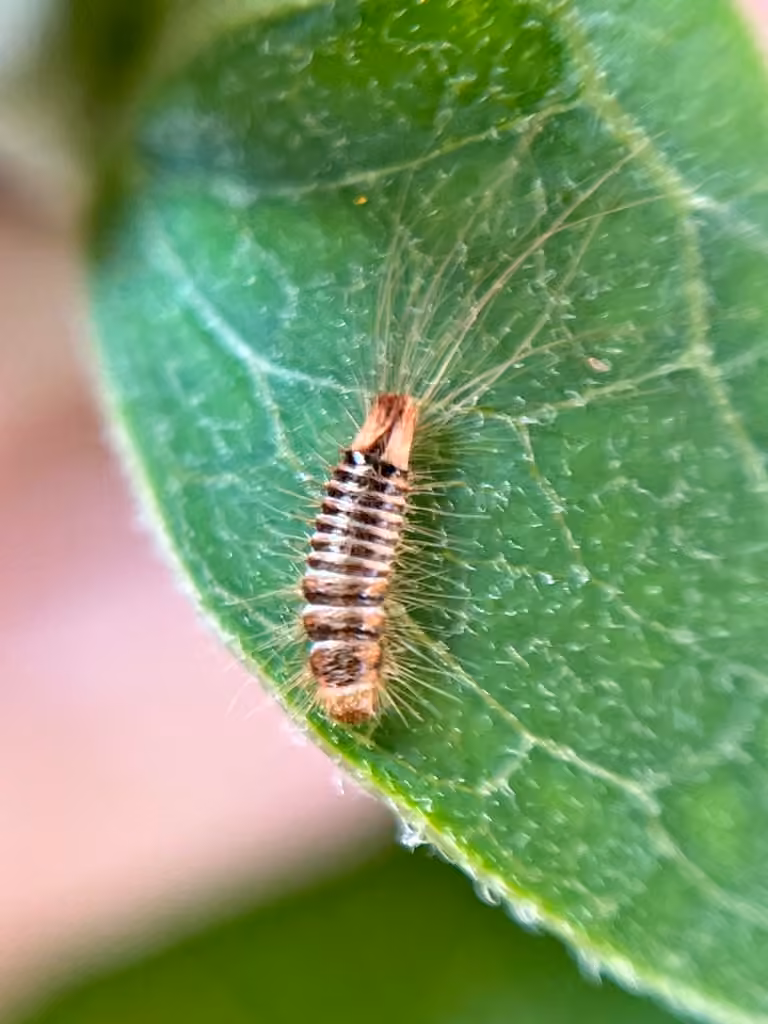 Blood-red Carpet Beetle, Larva