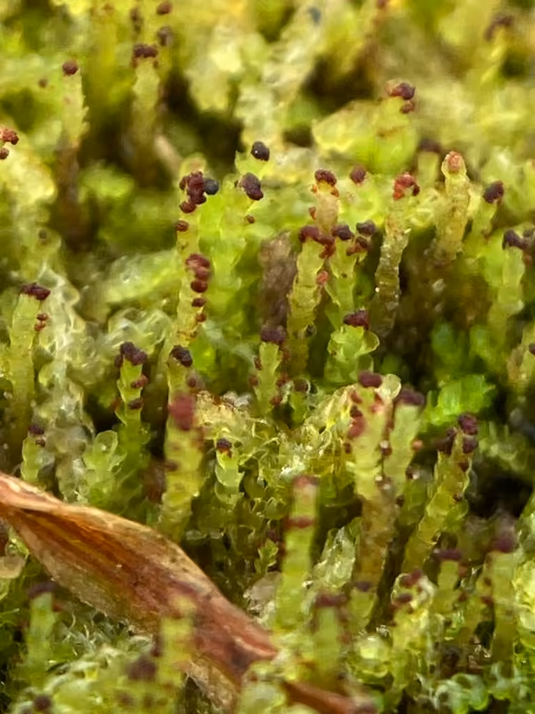 Gorgone des forêts, photo 2 sur 5