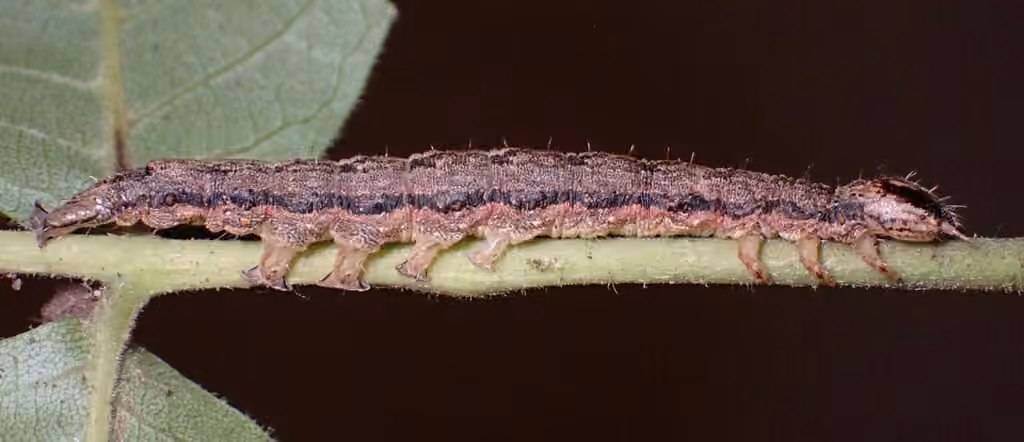 Habilis Underwing, Caterpillar