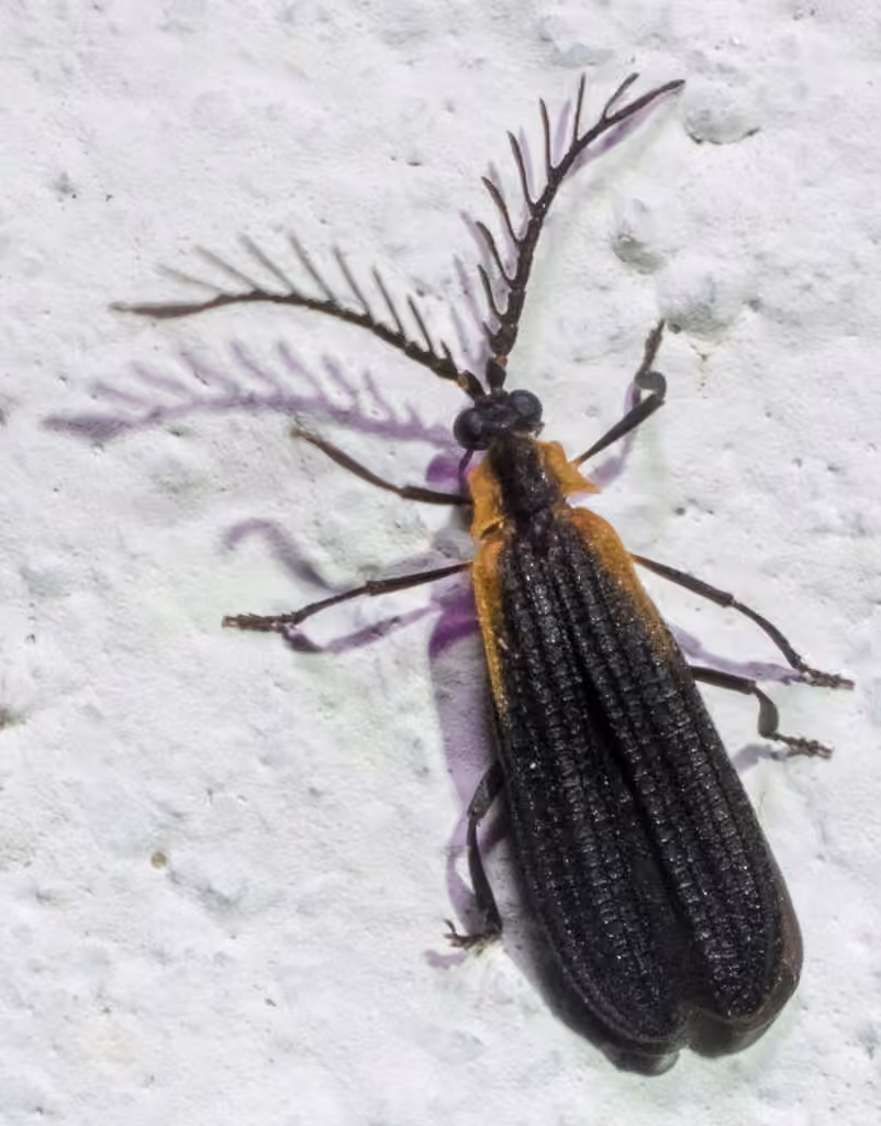 Orange-sided net-winged beetle, Male