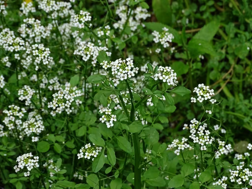 Onerow yellowcress, In flower