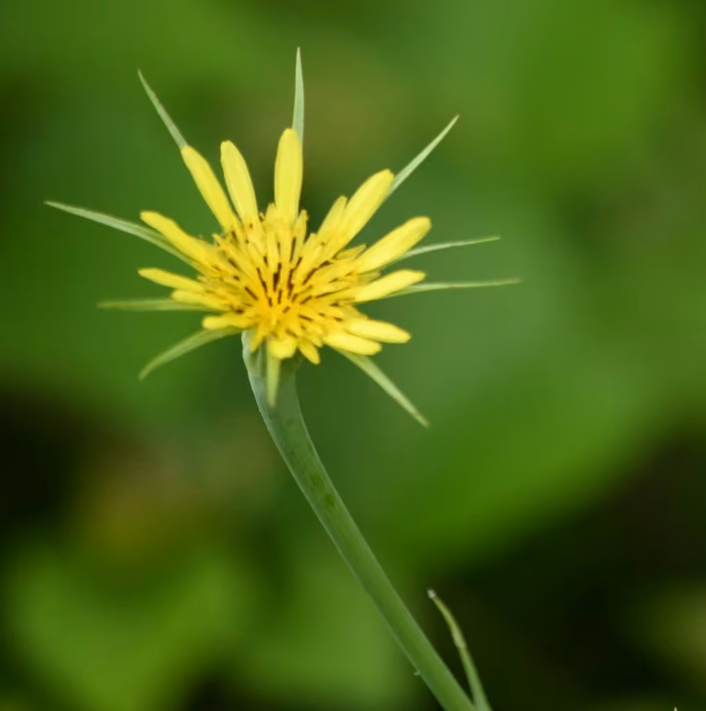 Salsifis majeur, En fleurs