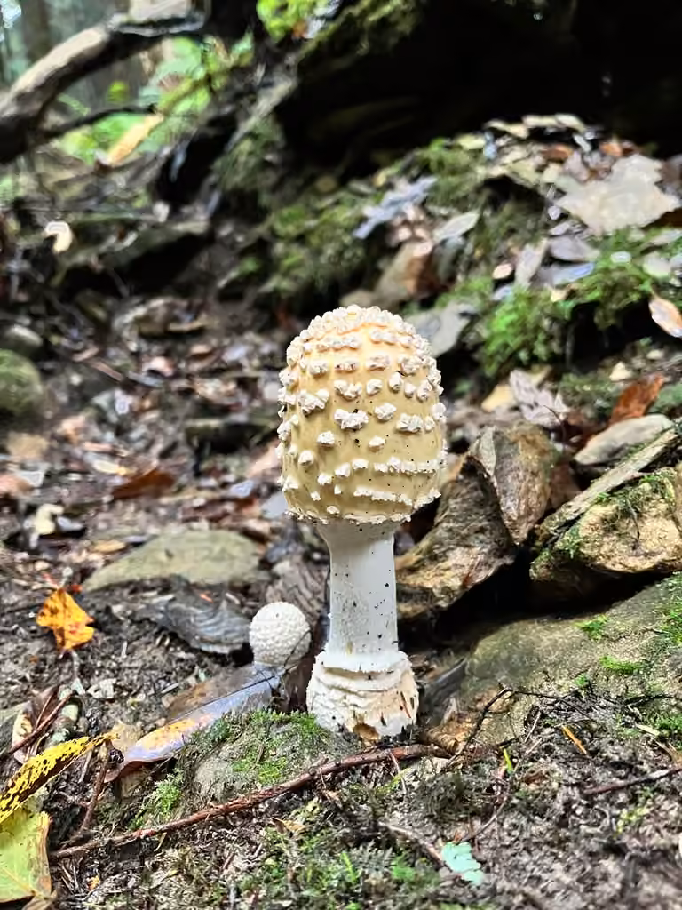 Great Funnel-Veil Amanita, photo 3 of 5