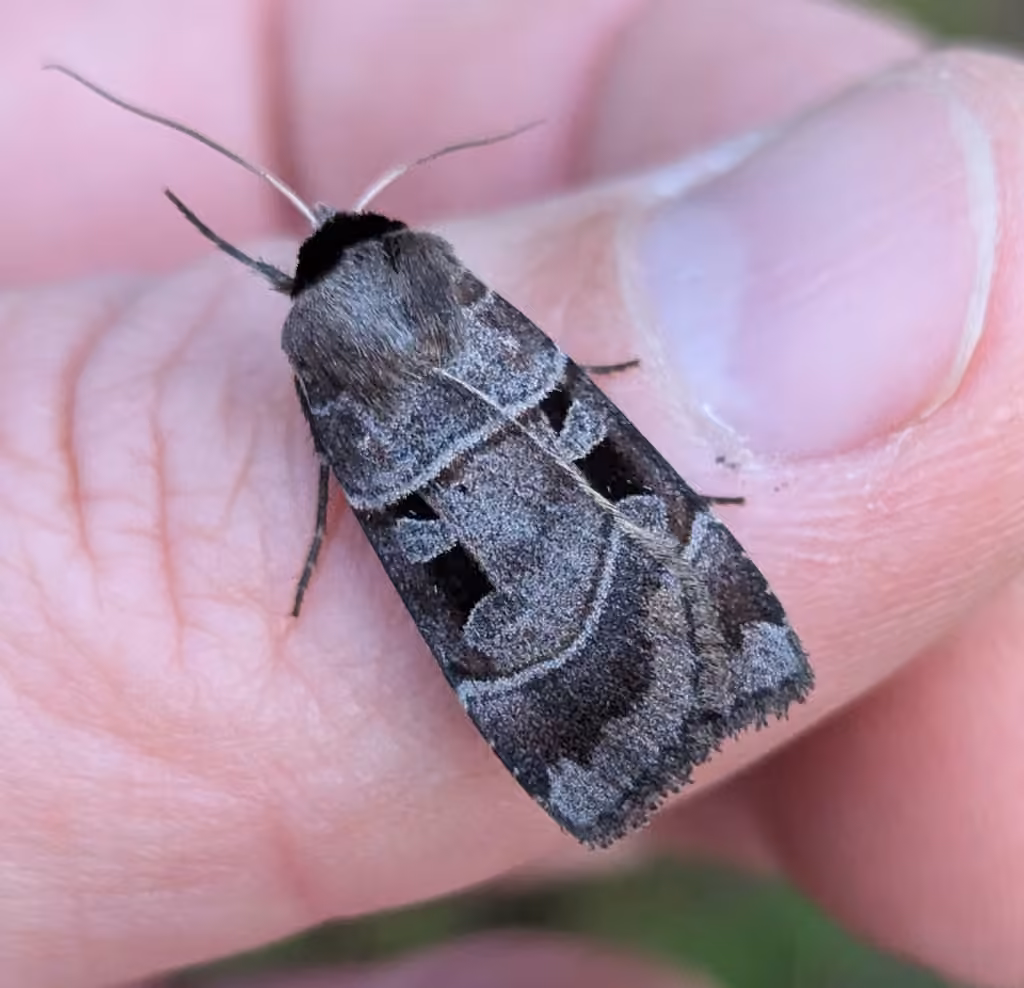 Collared Dart, photo 2 of 5