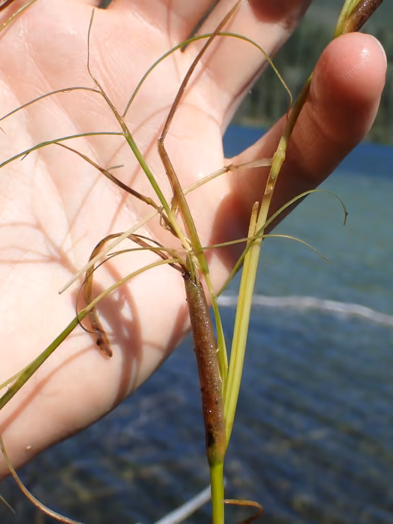 Sheathed pondweed, photo 2 of 5