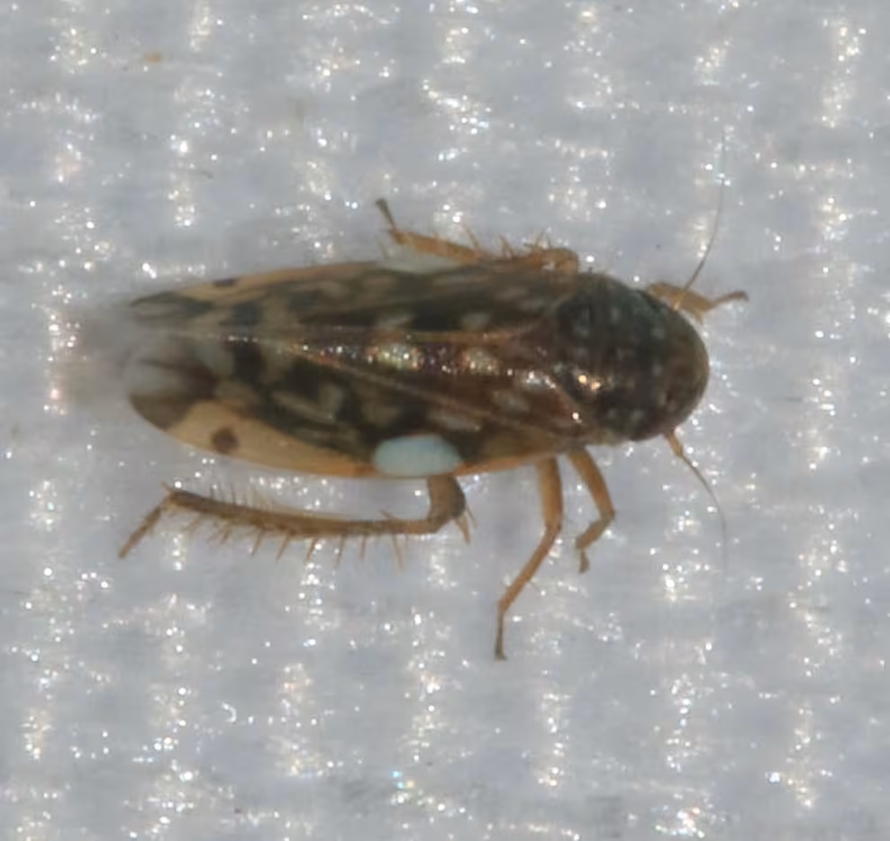 Xestocephalus superbus, Adult