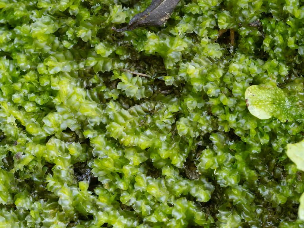 Forest Notchwort, photo 1 of 5