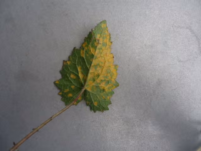 Coleosporium campanulae, photo 3 of 5
