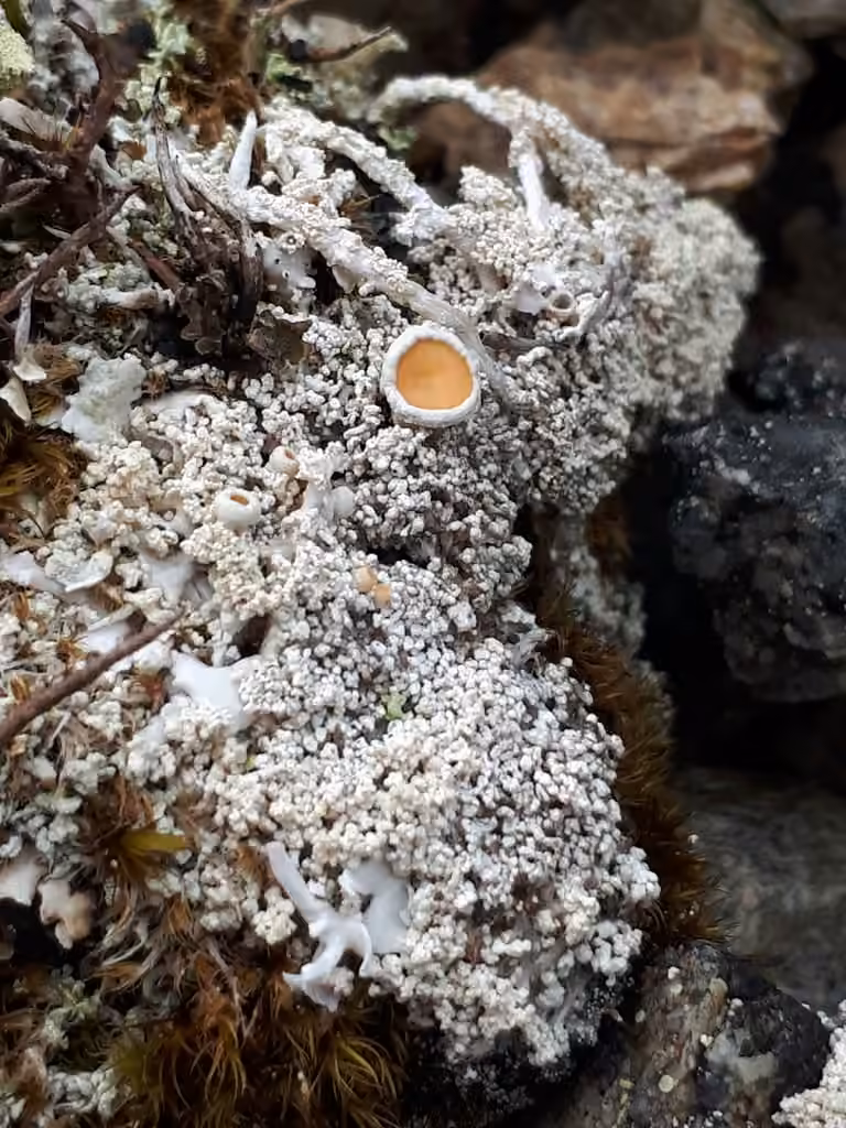 Ochroléchie arctique