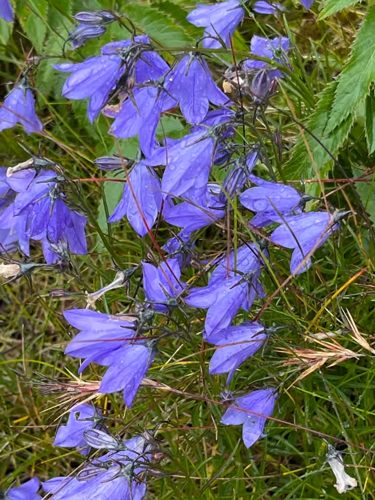 Campanule à feuilles rondes, En fleurs