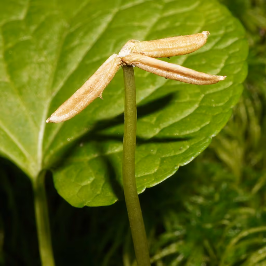 Marsh violet, In fruit