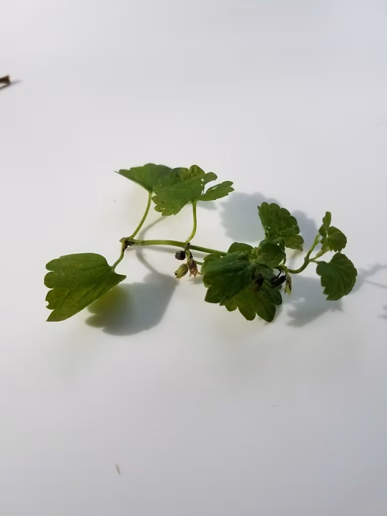 Gill-over-the-ground, In fruit