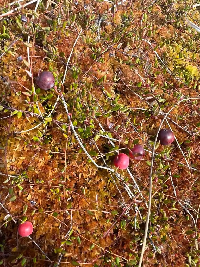 Small Cranberry, In fruit