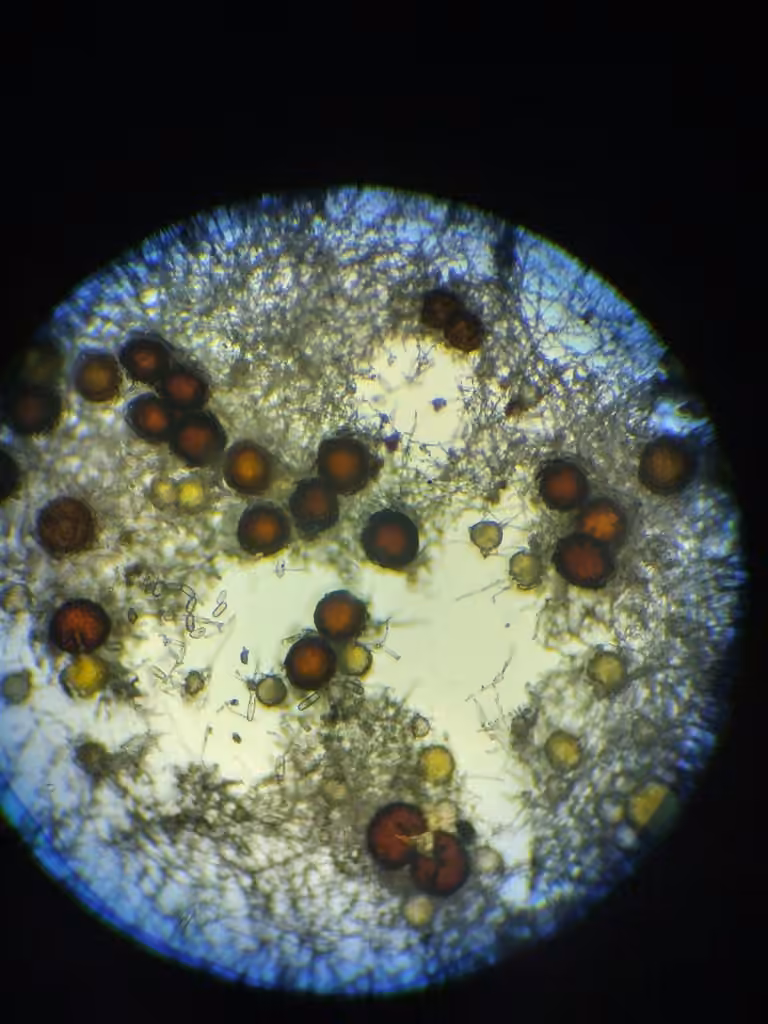 Pea Powdery Mildew, photo 3 sur 5