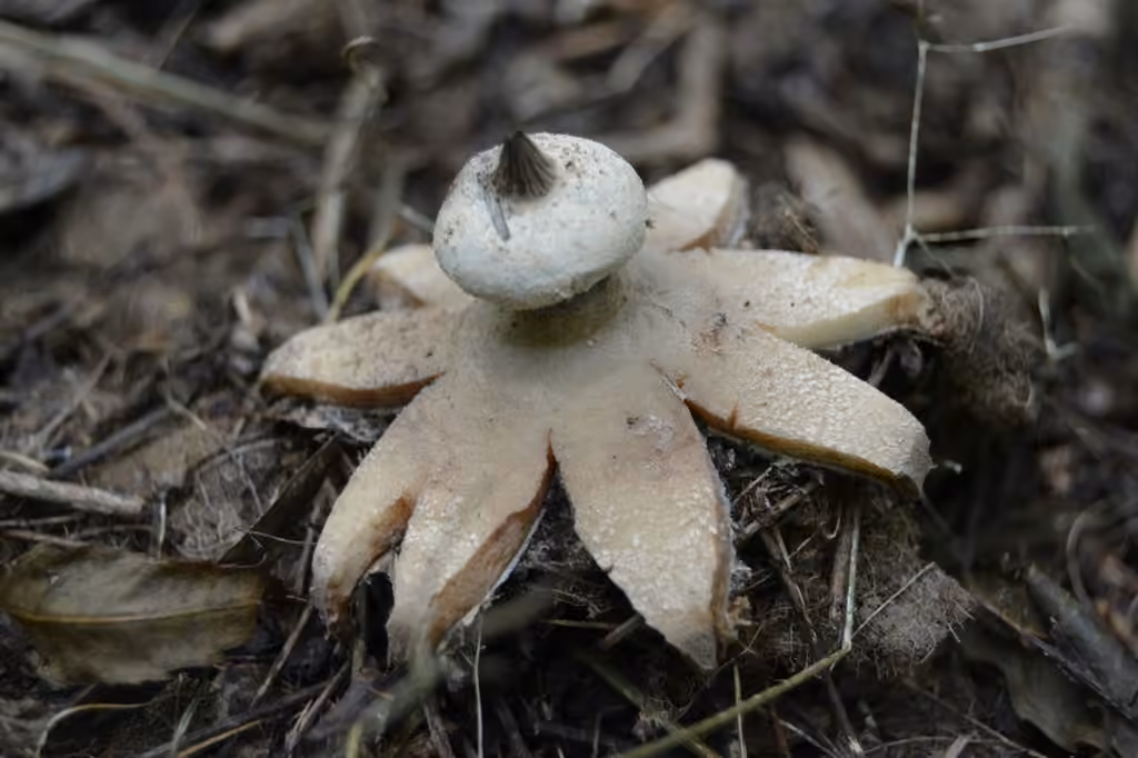 Striate Earthstar, photo 1 of 5