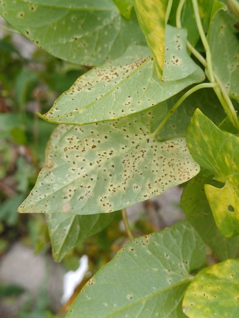 Puccinia convolvuli, photo 3 sur 5