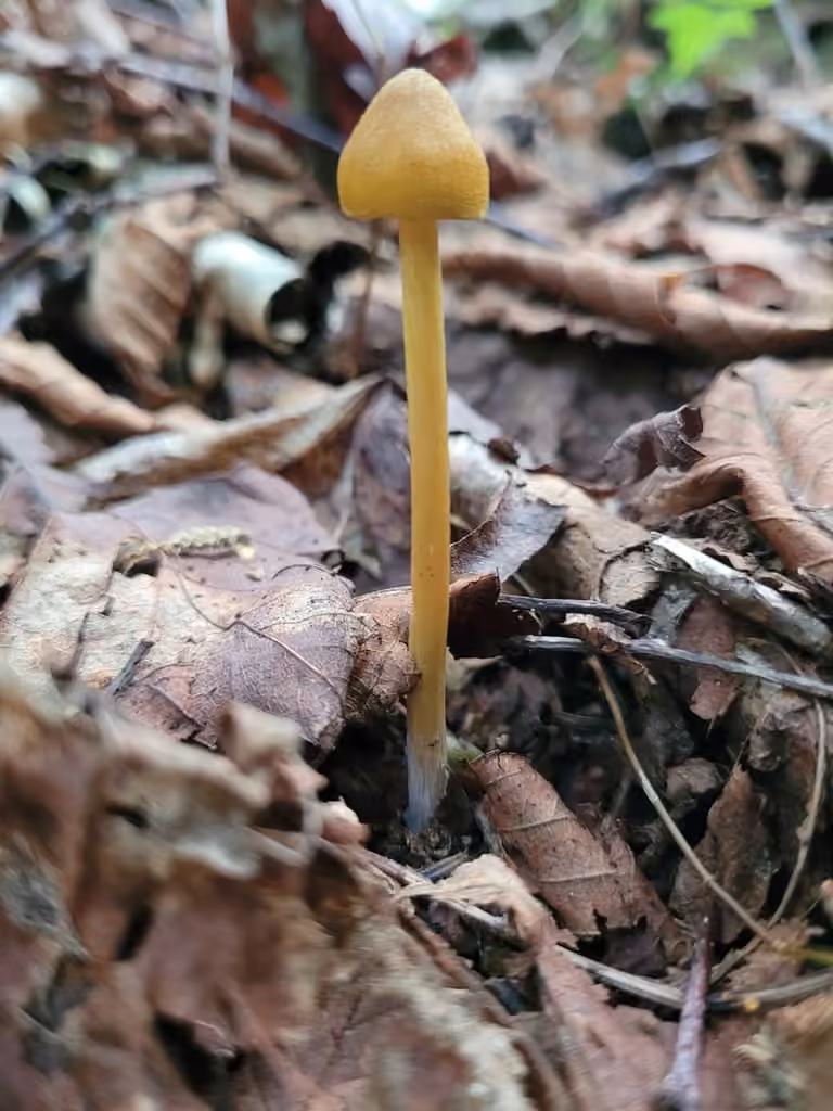 Entolome jaune, photo 2 sur 5