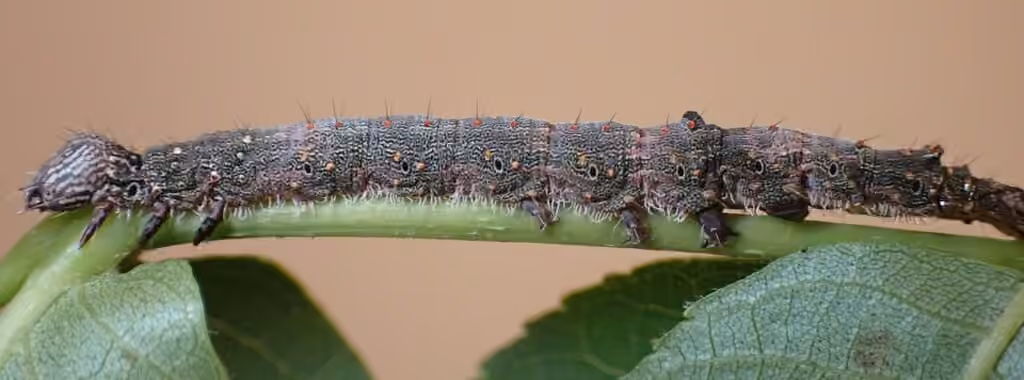 Oldwife Underwing, photo 3 of 5