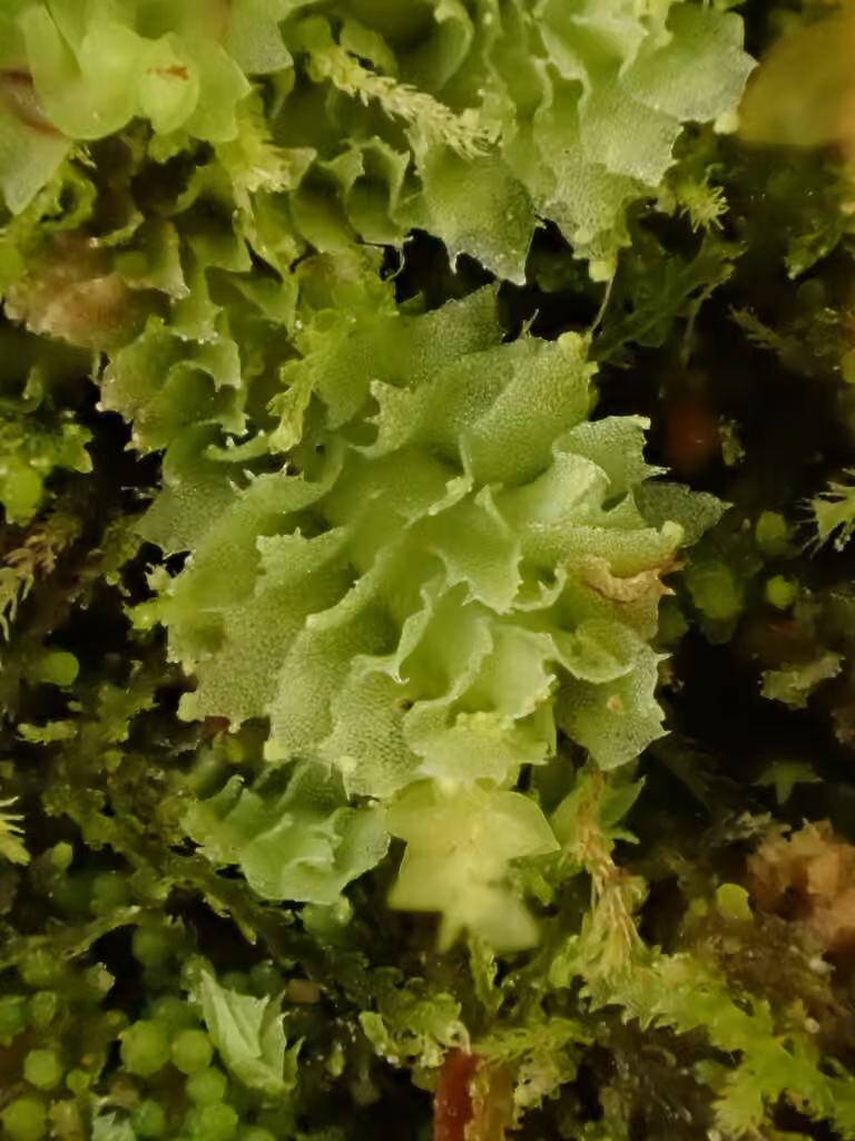 Lophozie incisée