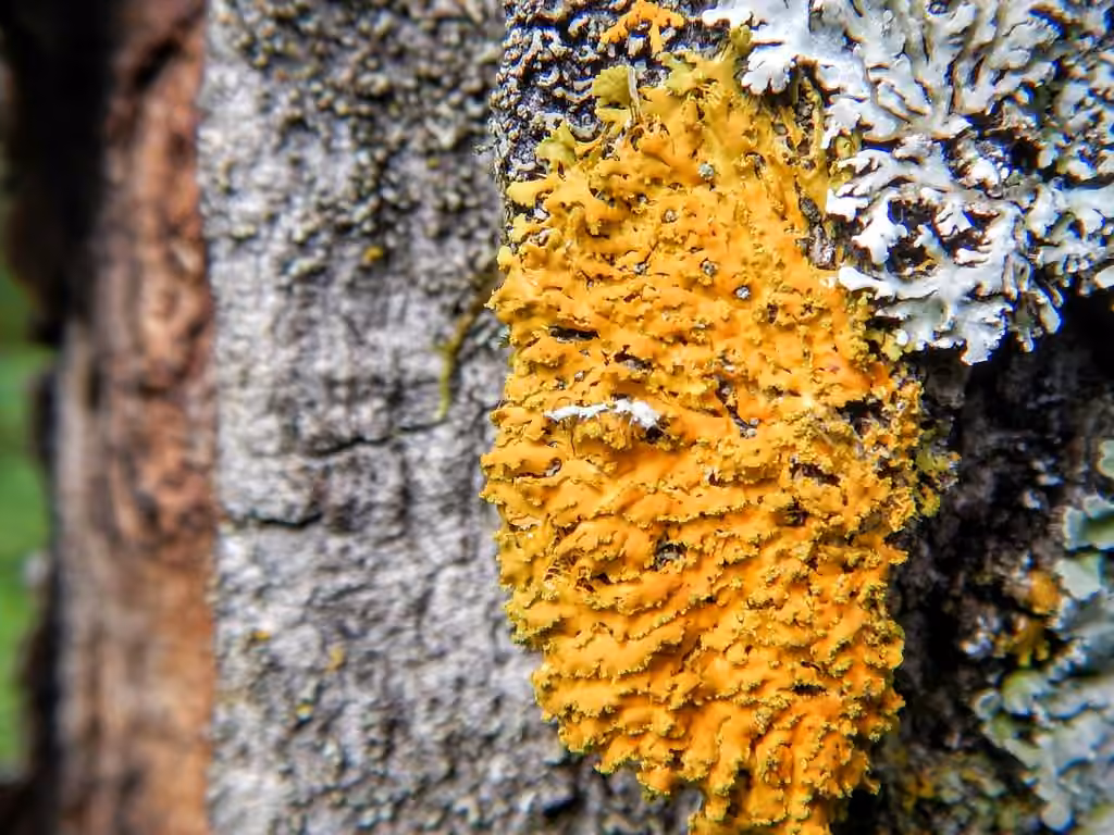 Xanthomendoze poudreuse, photo 1 sur 5