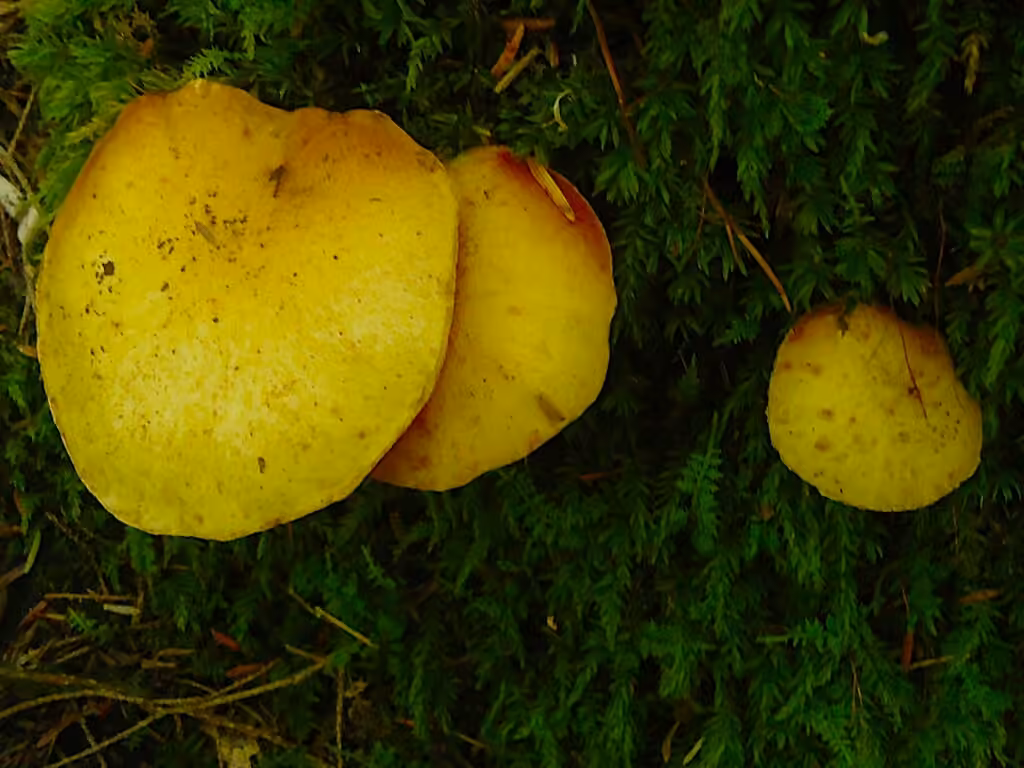 Bolet doré, photo 3 sur 5