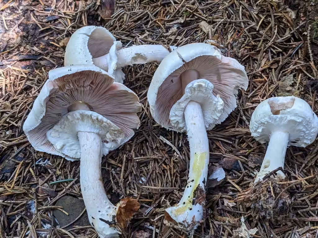 Abruptly-bulbous agaricus, photo 1 of 5