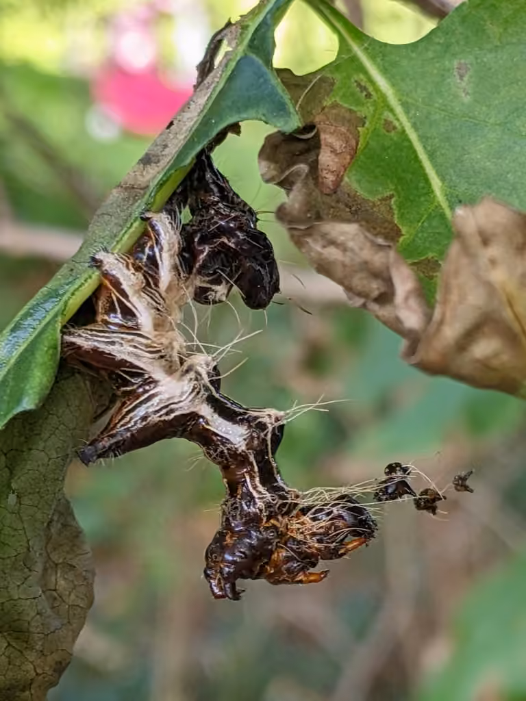 Noctuelle trois-taches, Chenille