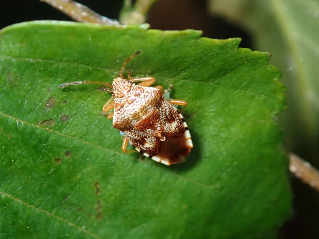 Petit Acanthosome, Œufs