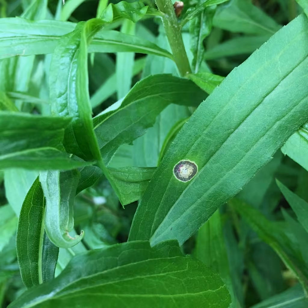 Asteromyia Gall Midge Fungus, photo 2 sur 5