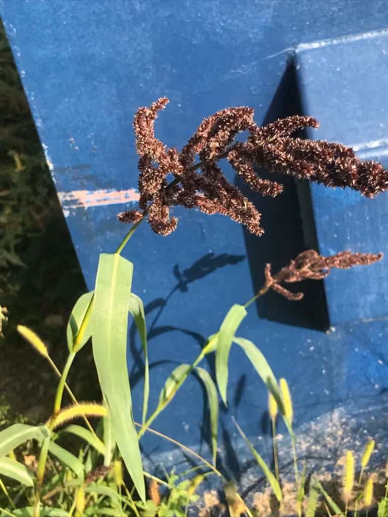 Échinochloa piquant, En fruits