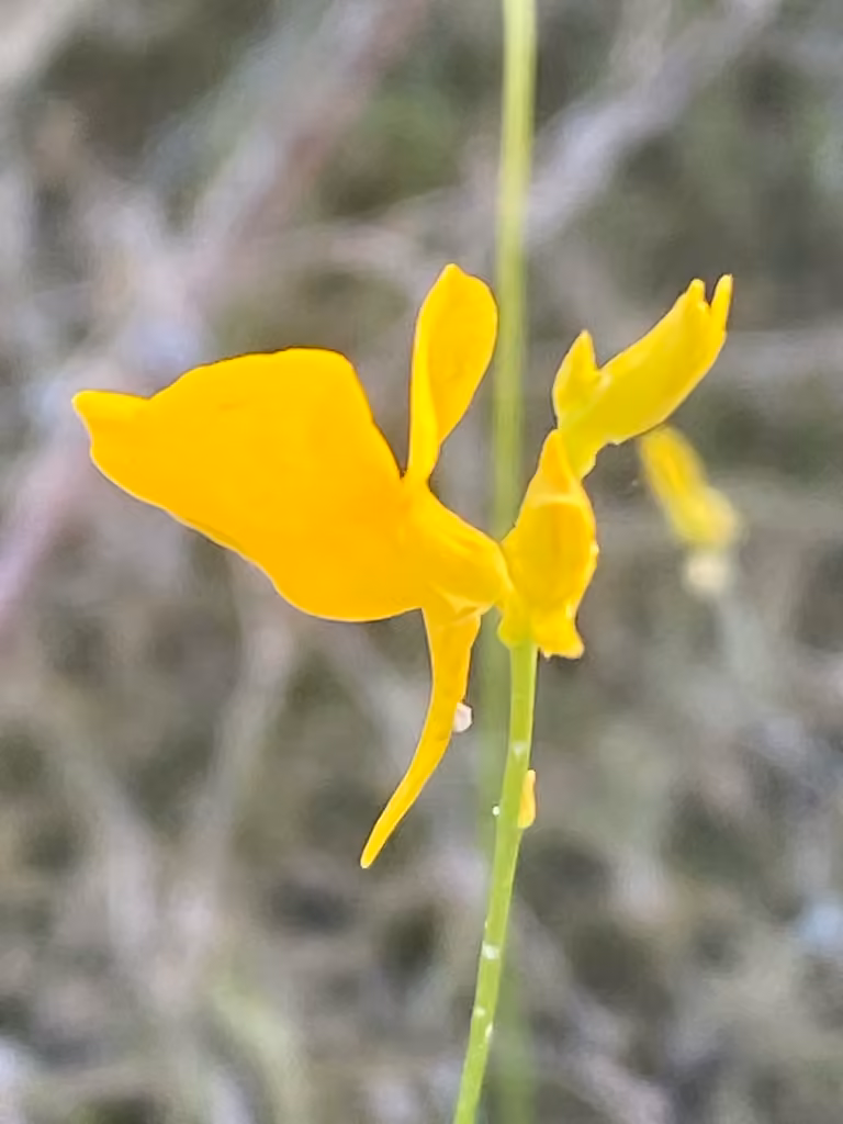 Utriculaire cornue, En boutons
