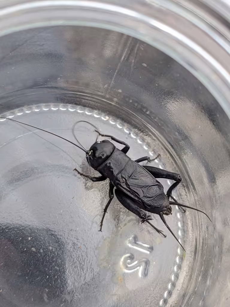 Fall Field Cricket, Male