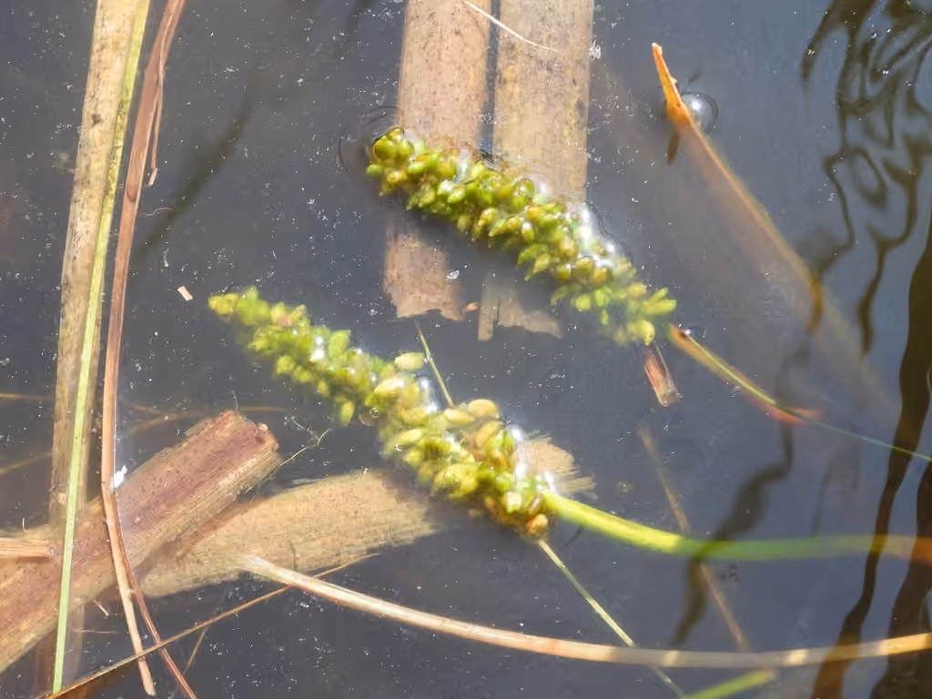 Potamot alpin, En fruits