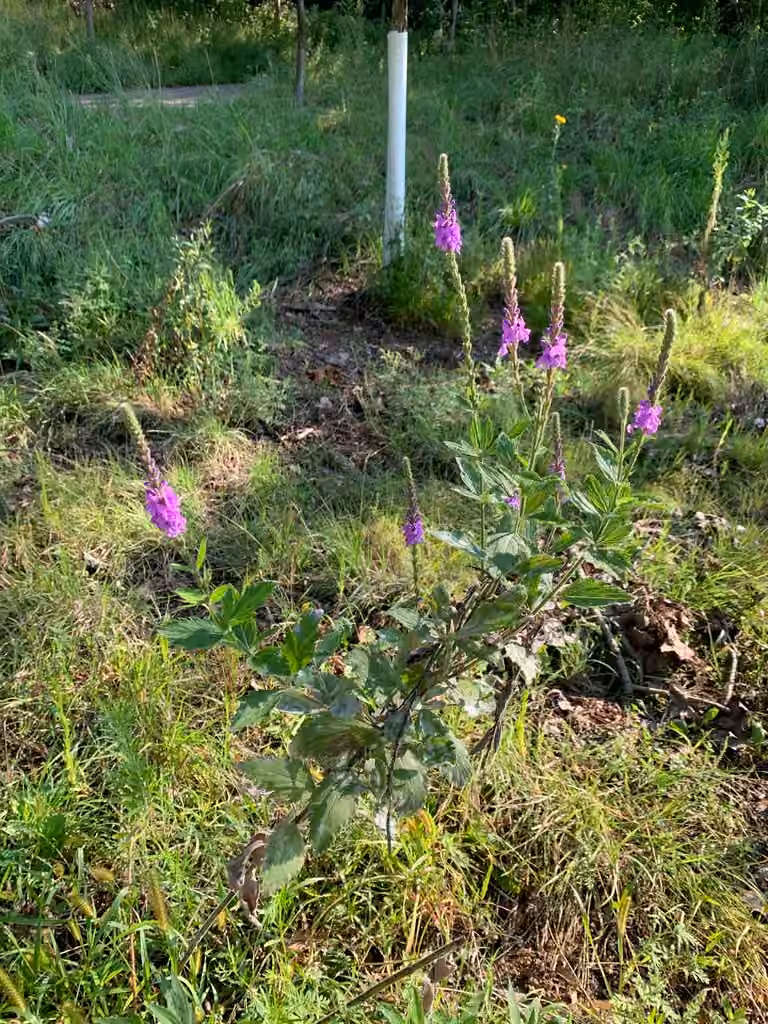 Hoary vervain, In fruit