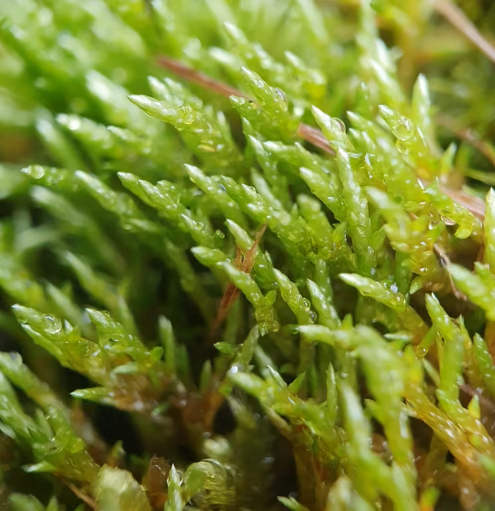 Bryum ficelle, photo 2 sur 5