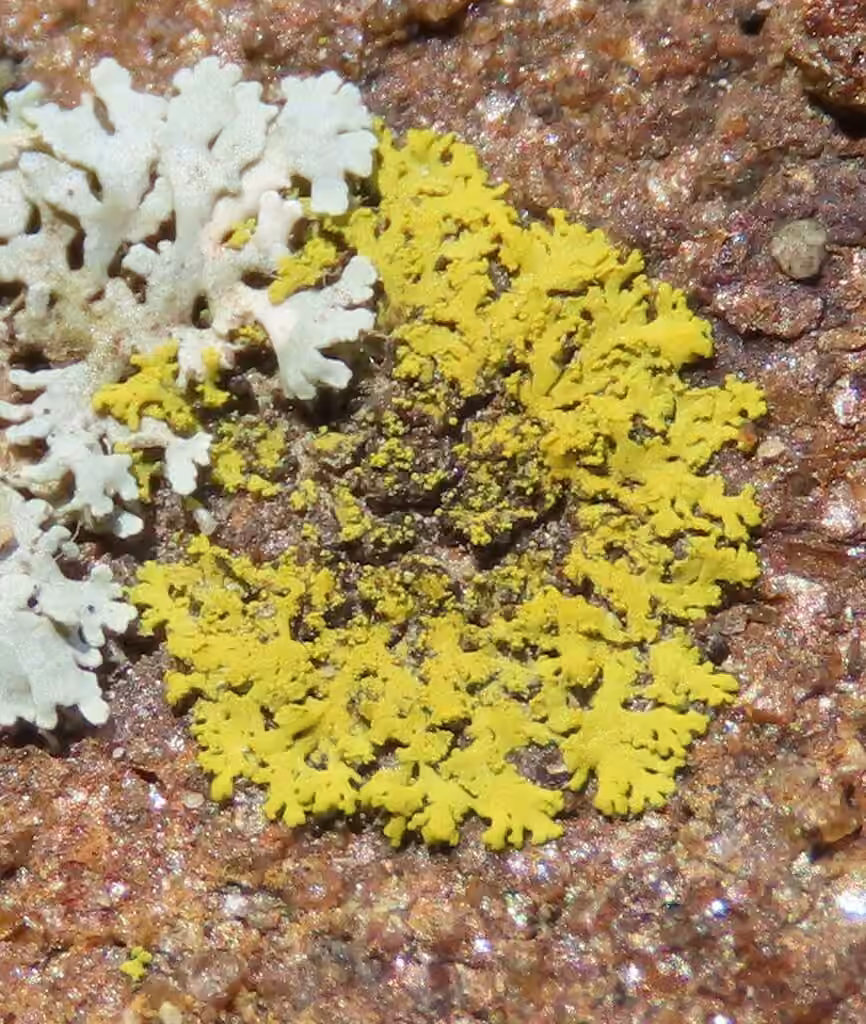 Candélaire concolore