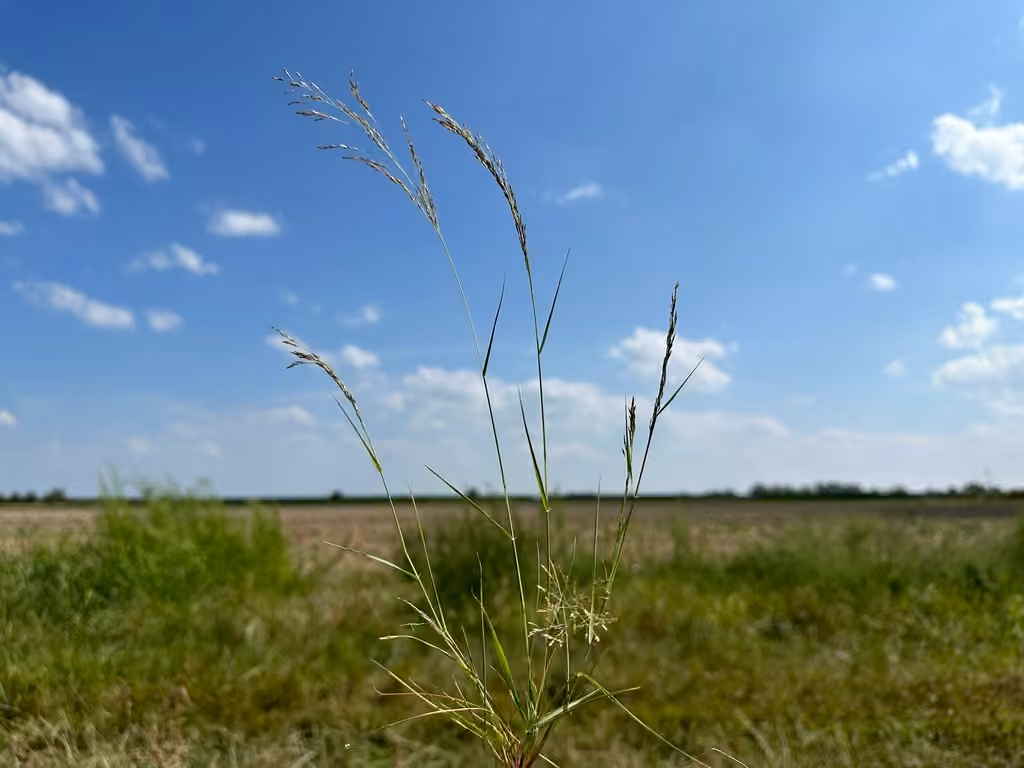 Hairy lovegrass, In flower