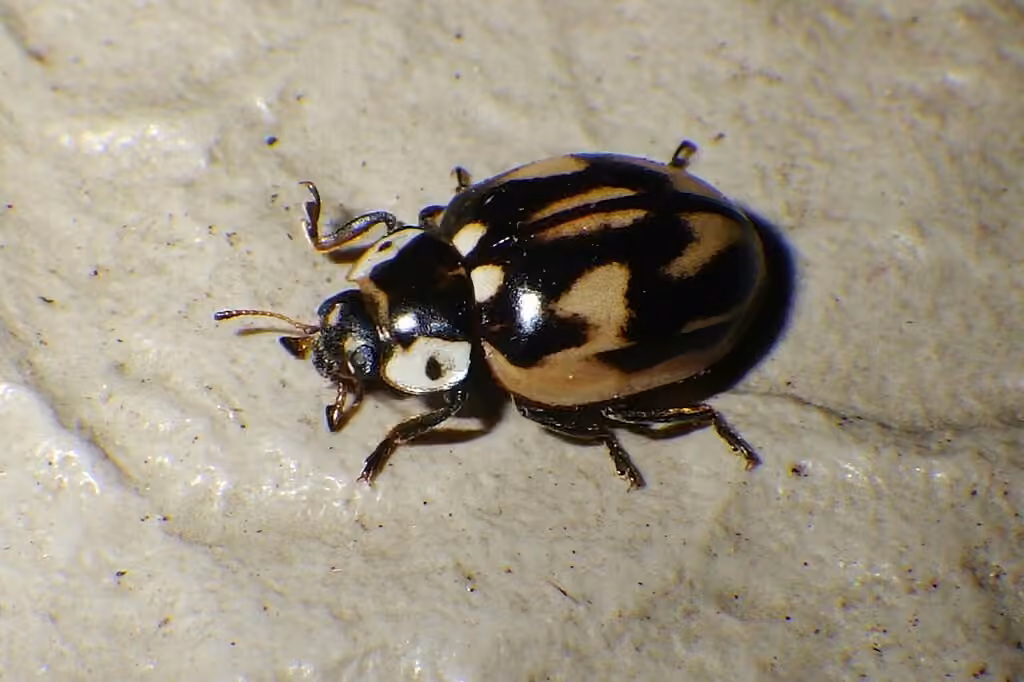 Coccinelle rayée, photo 1 sur 5