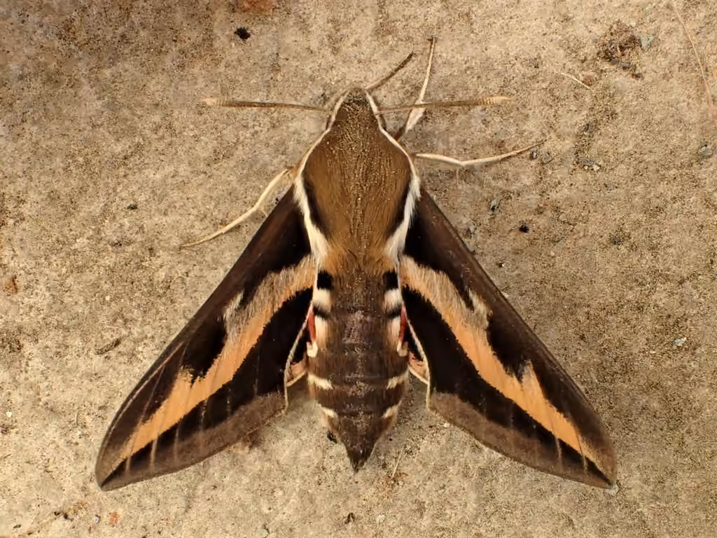 Sphinx du gaillet
