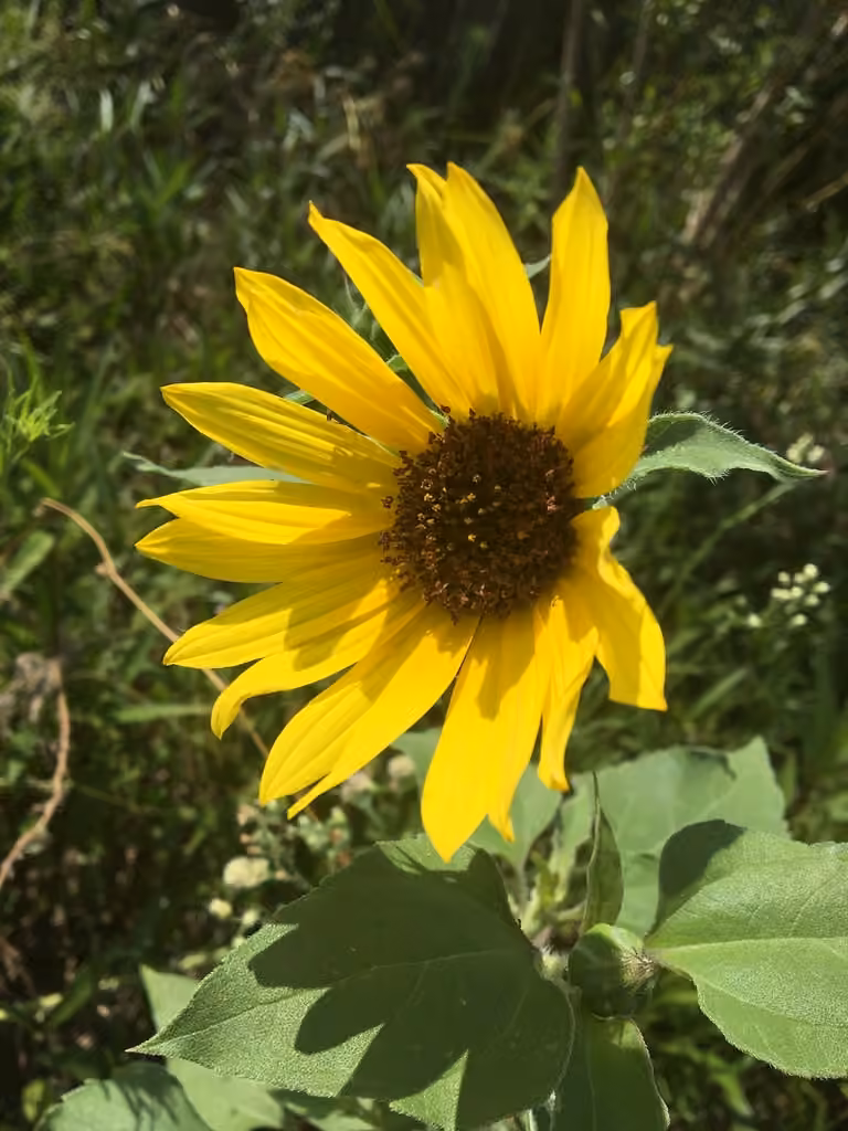 Tournesol, En fleurs