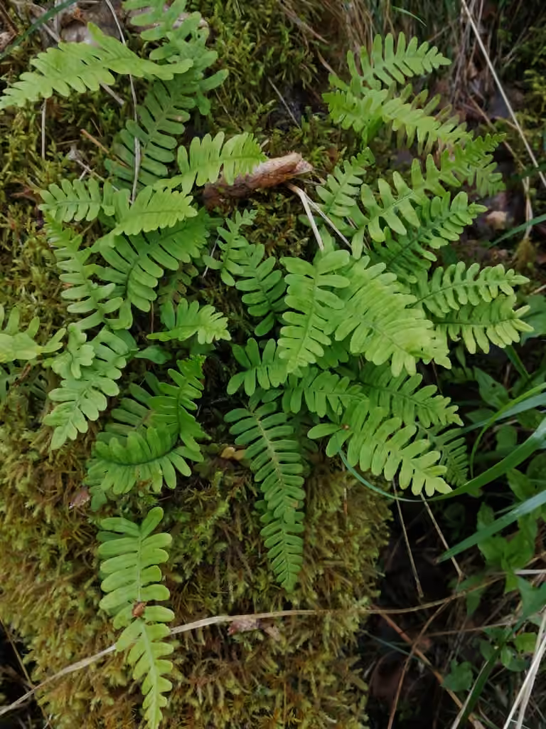 Polypode de Sibérie, photo 3 sur 5