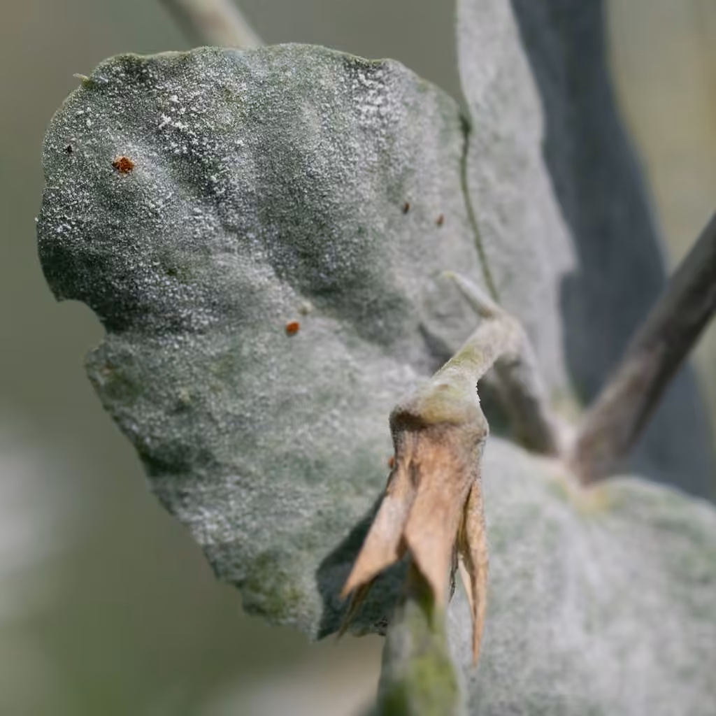Pea Powdery Mildew, photo 2 sur 5