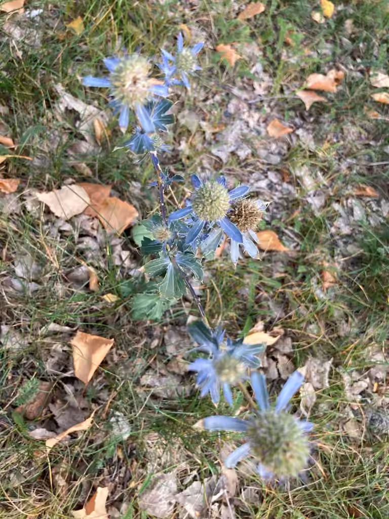 Panicaut à feuilles planes, En fruits
