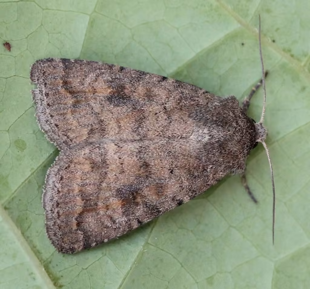 Noctuelle des Haies, photo 3 sur 5