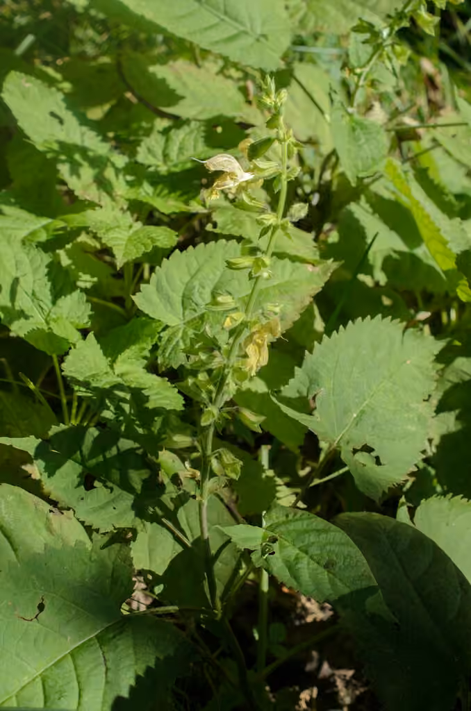 Sticky sage, In fruit