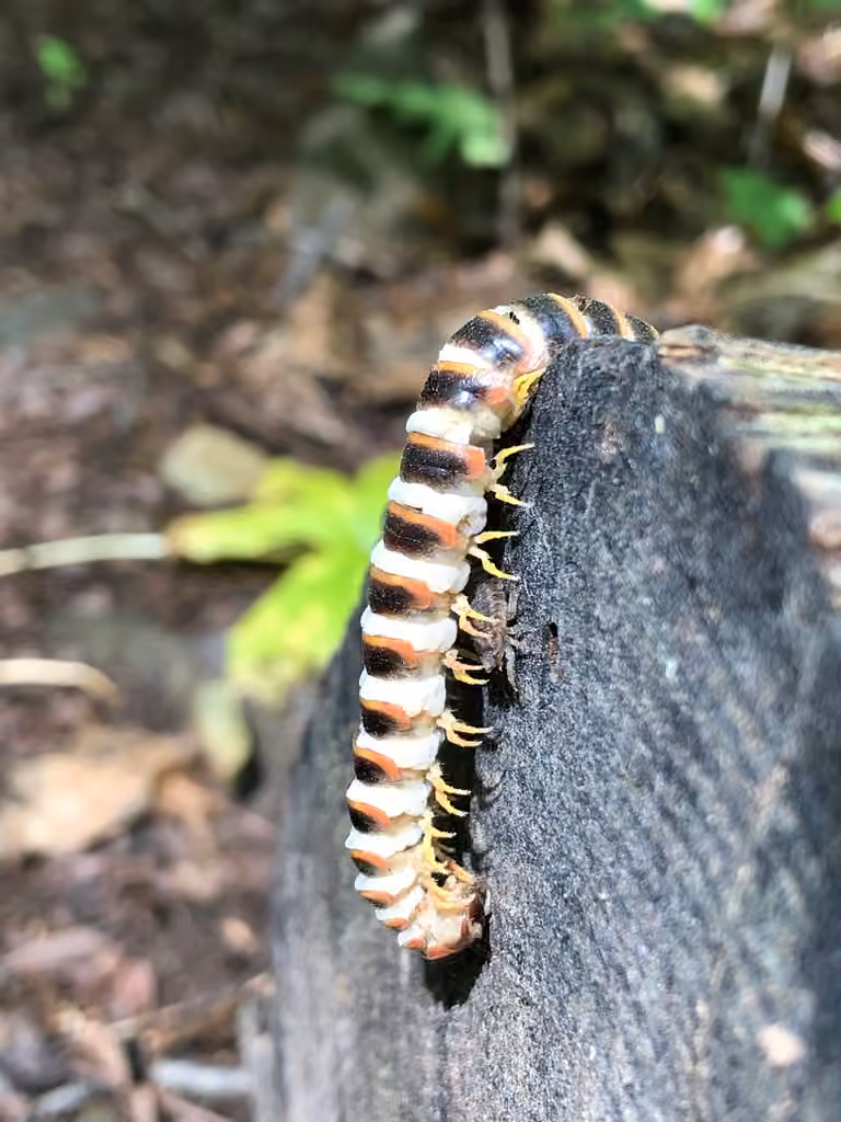 Arthrophaga myriapodina