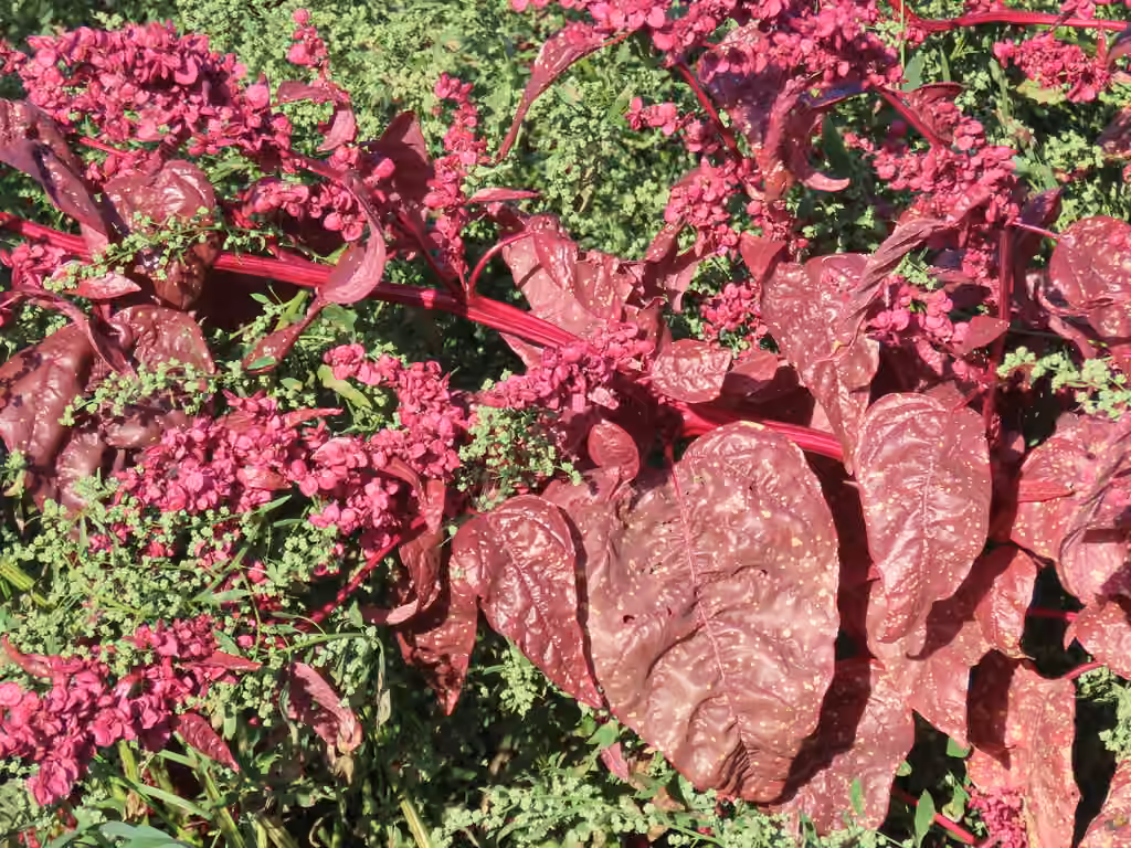 Garden orache