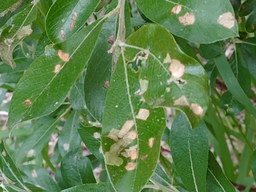 Willow Leaf Blotch Miner Moth, Caterpillar