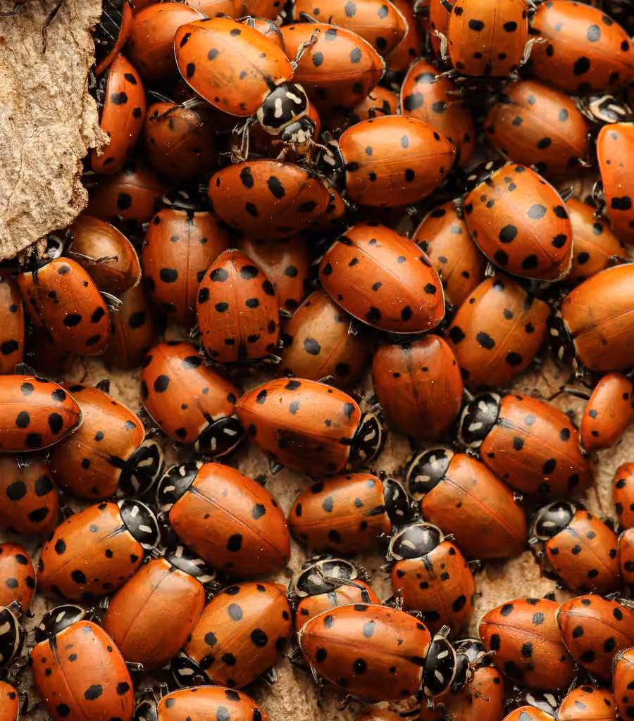 Convergent Lady Beetle, photo 3 of 5